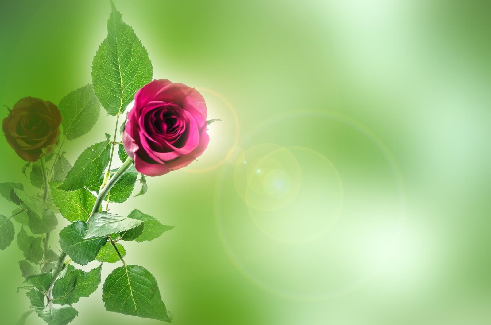 Обои одинокая роза цветочная композиция розовый цветок на рабочий стол