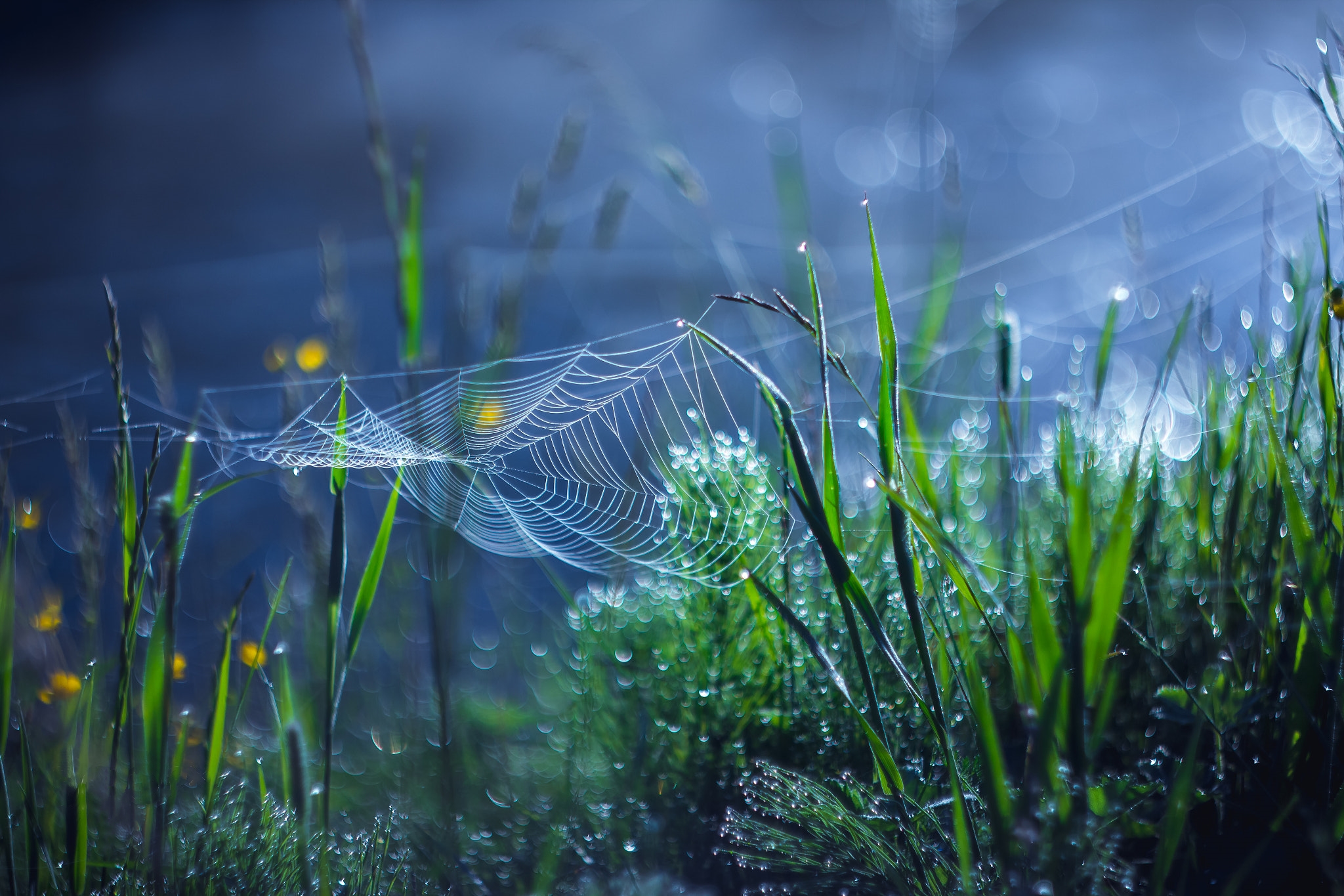 Фото бесплатно трава, паутина, растения