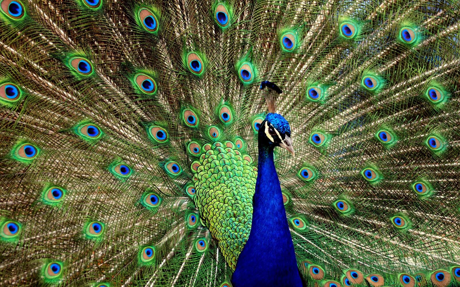 Wallpapers bird overflows peacock on the desktop