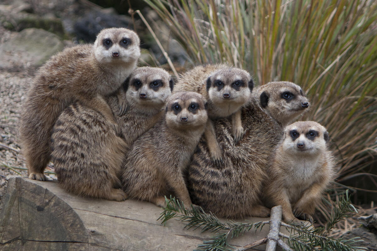 Nestled to each other meerkats