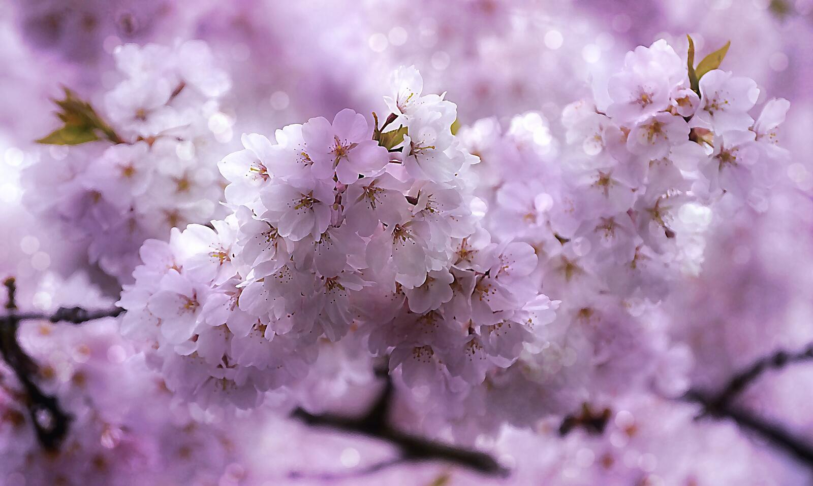 免费照片樱花 - 樱桃