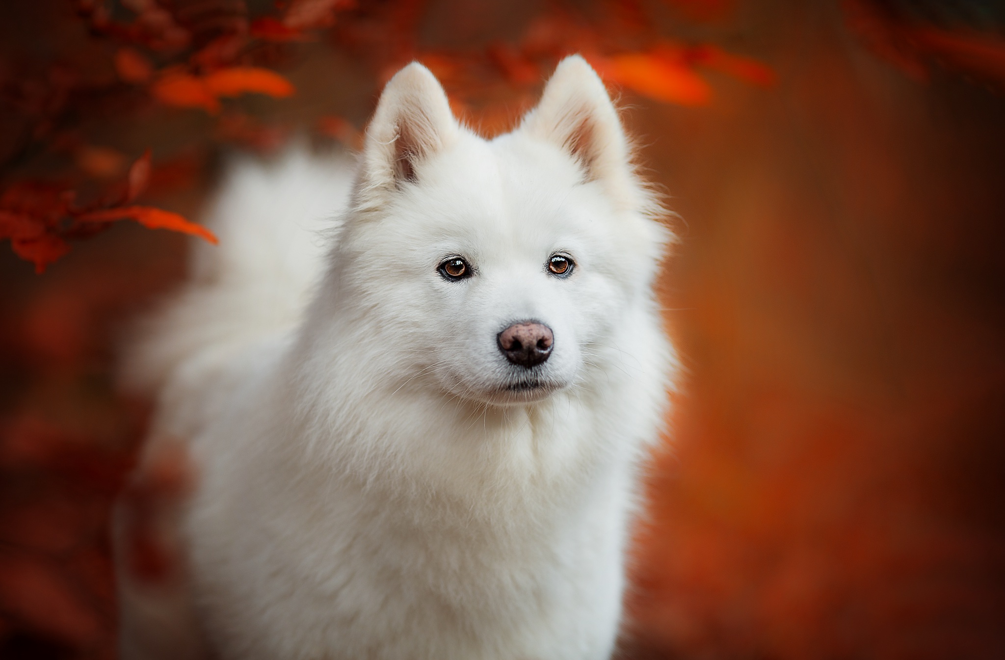 Free photo Portrait of a puppy Samoyed husky