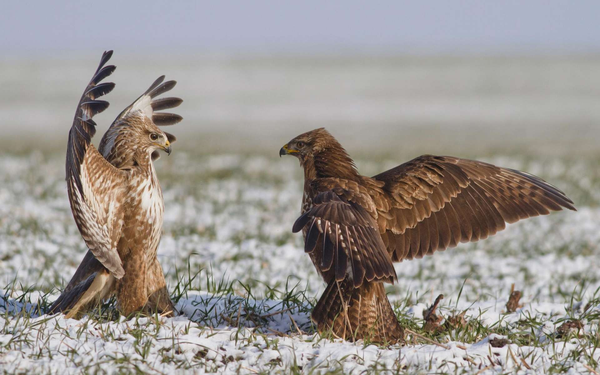 Photo free battle, birds, Falcon