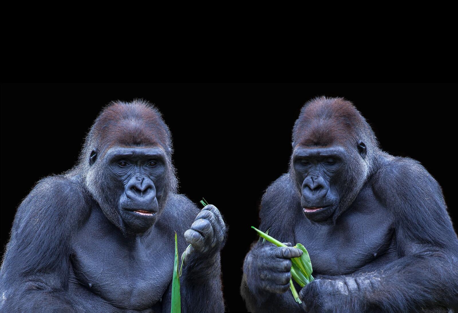 Бесплатное фото Две гориллы