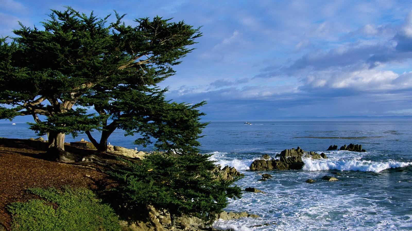 Бесплатное фото Деревья на берегу моря