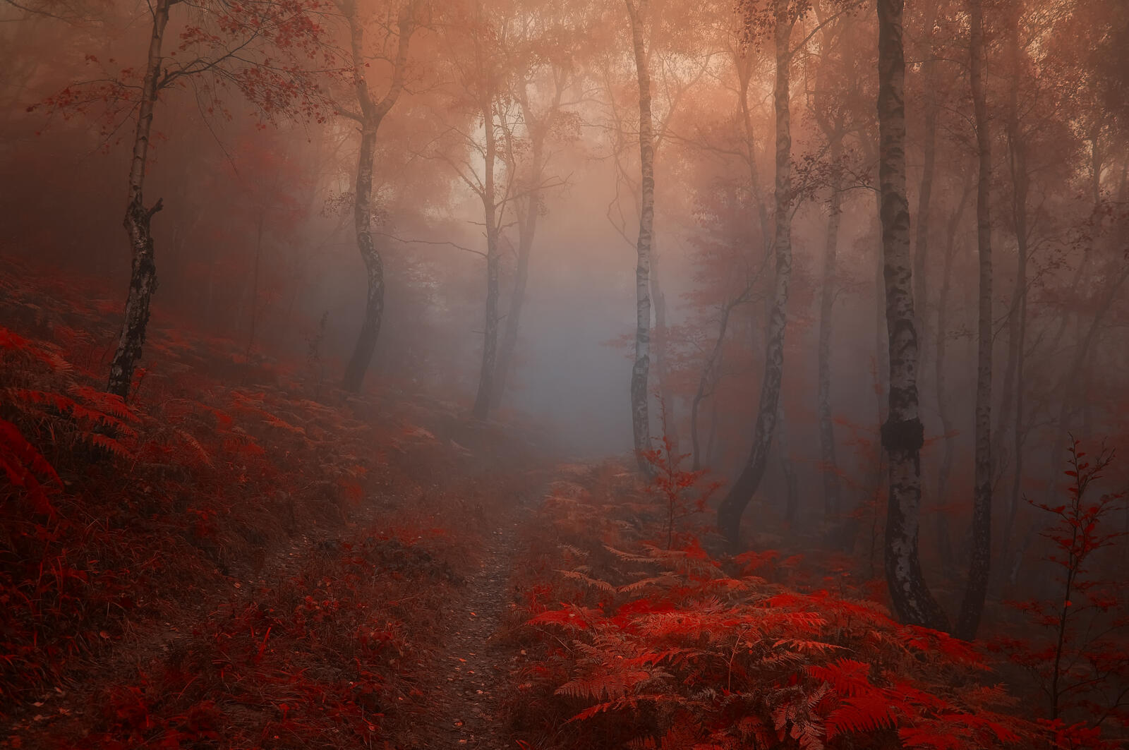 Wallpapers fog autumn leaves nature on the desktop