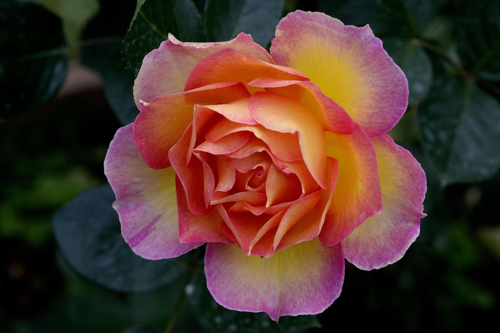 Free photo Pink rose blossom