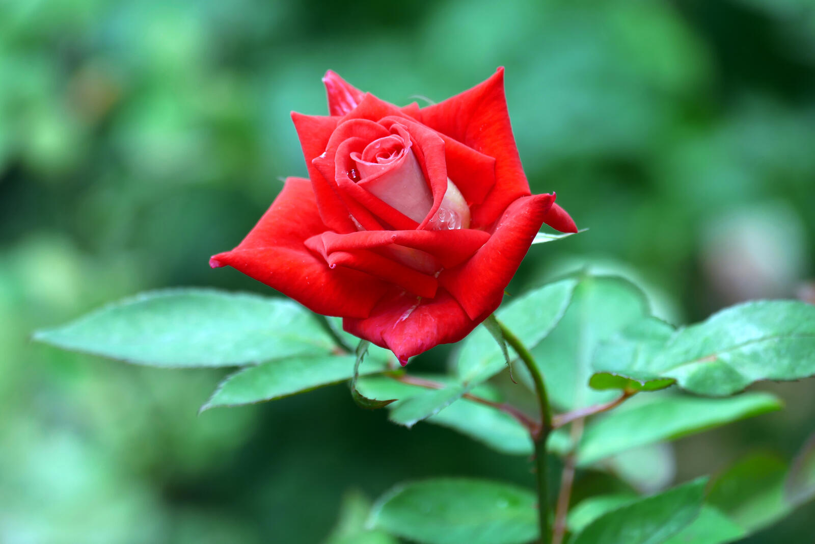 Обои красный цветок цветочная композиция красная роза на рабочий стол