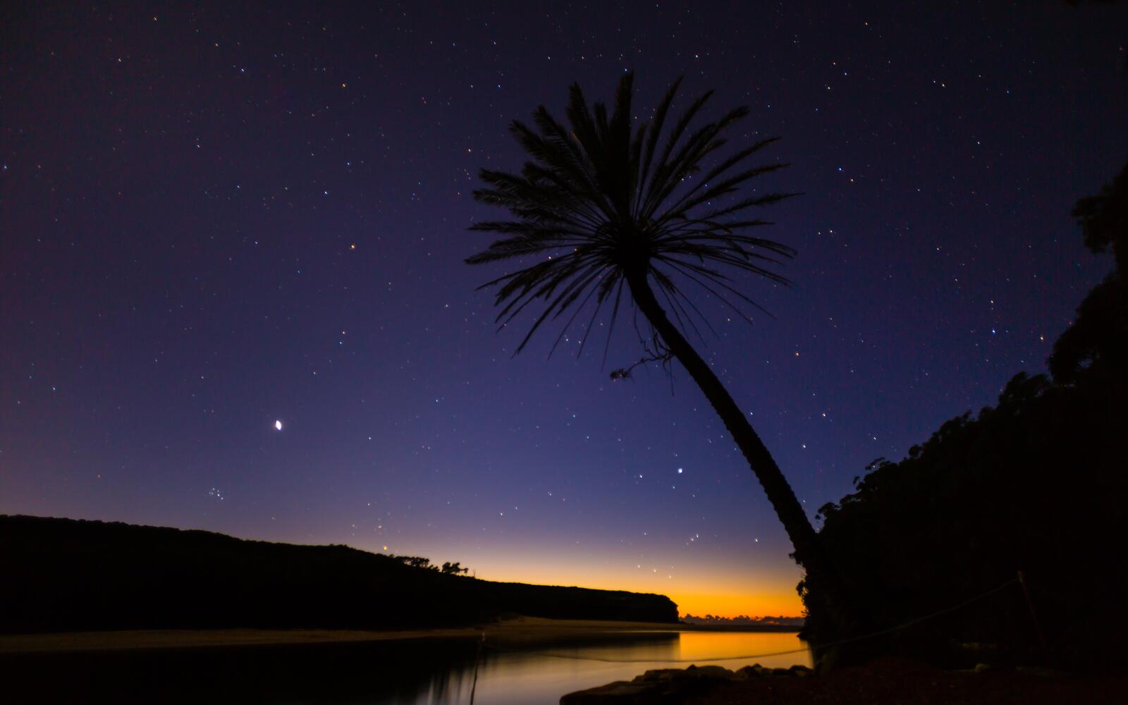 Бесплатное фото Ночная пальма