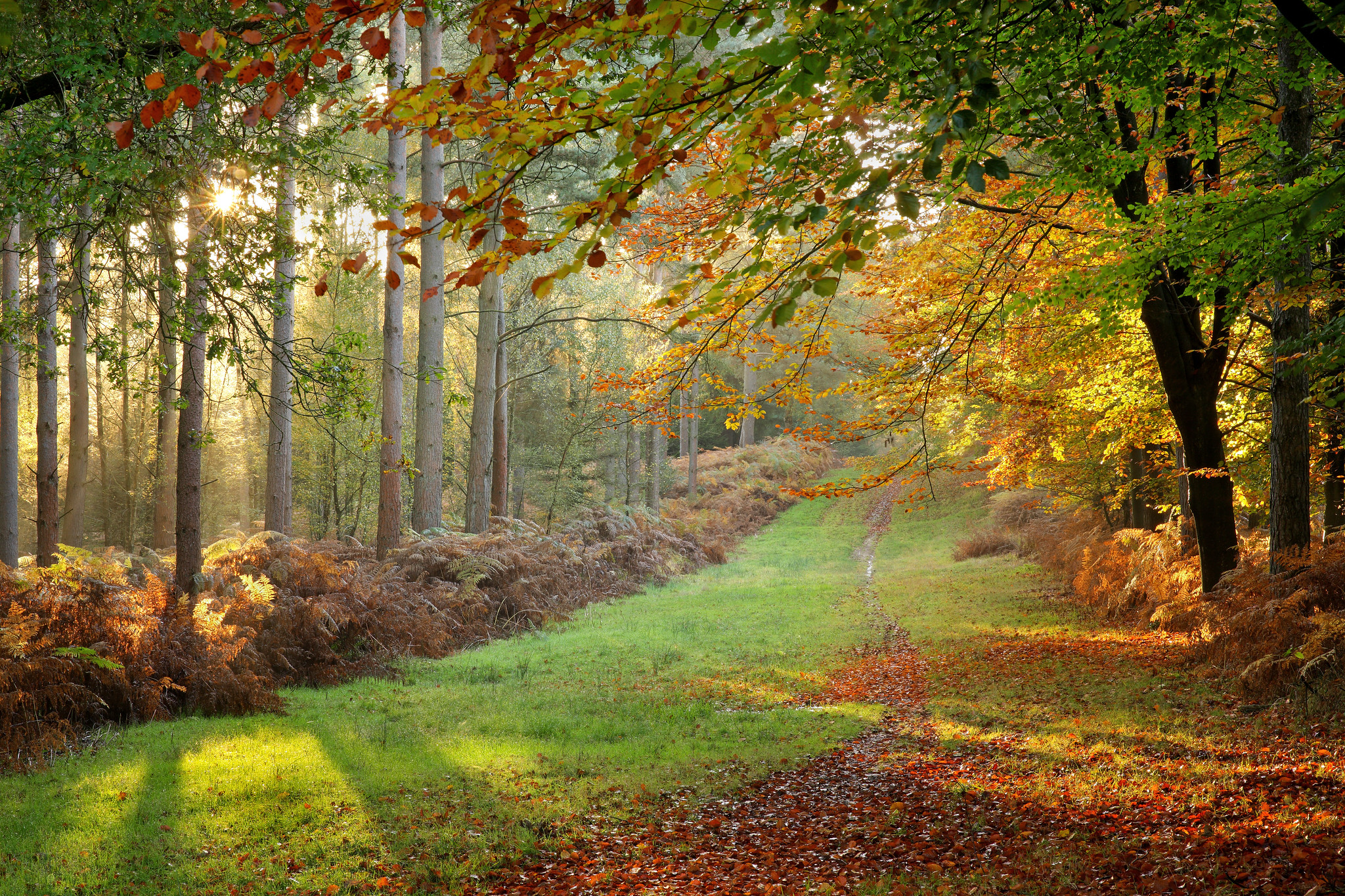 Картинки осеннего леса с тропинкой в хорошем качестве