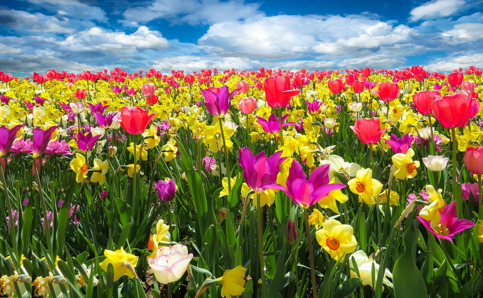 Обои флора поле тюльпаны на рабочий стол