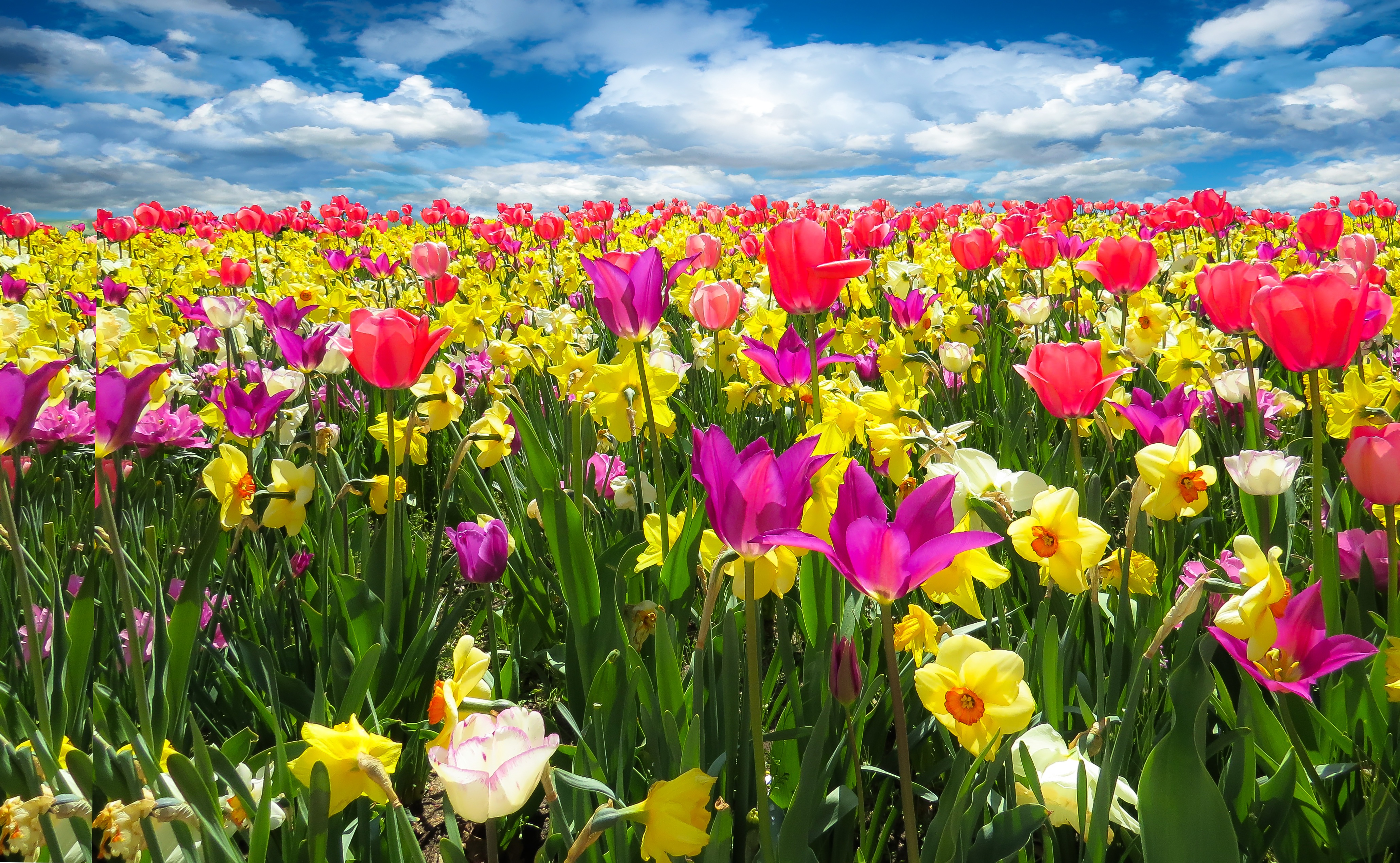 Обои флора поле тюльпаны на рабочий стол