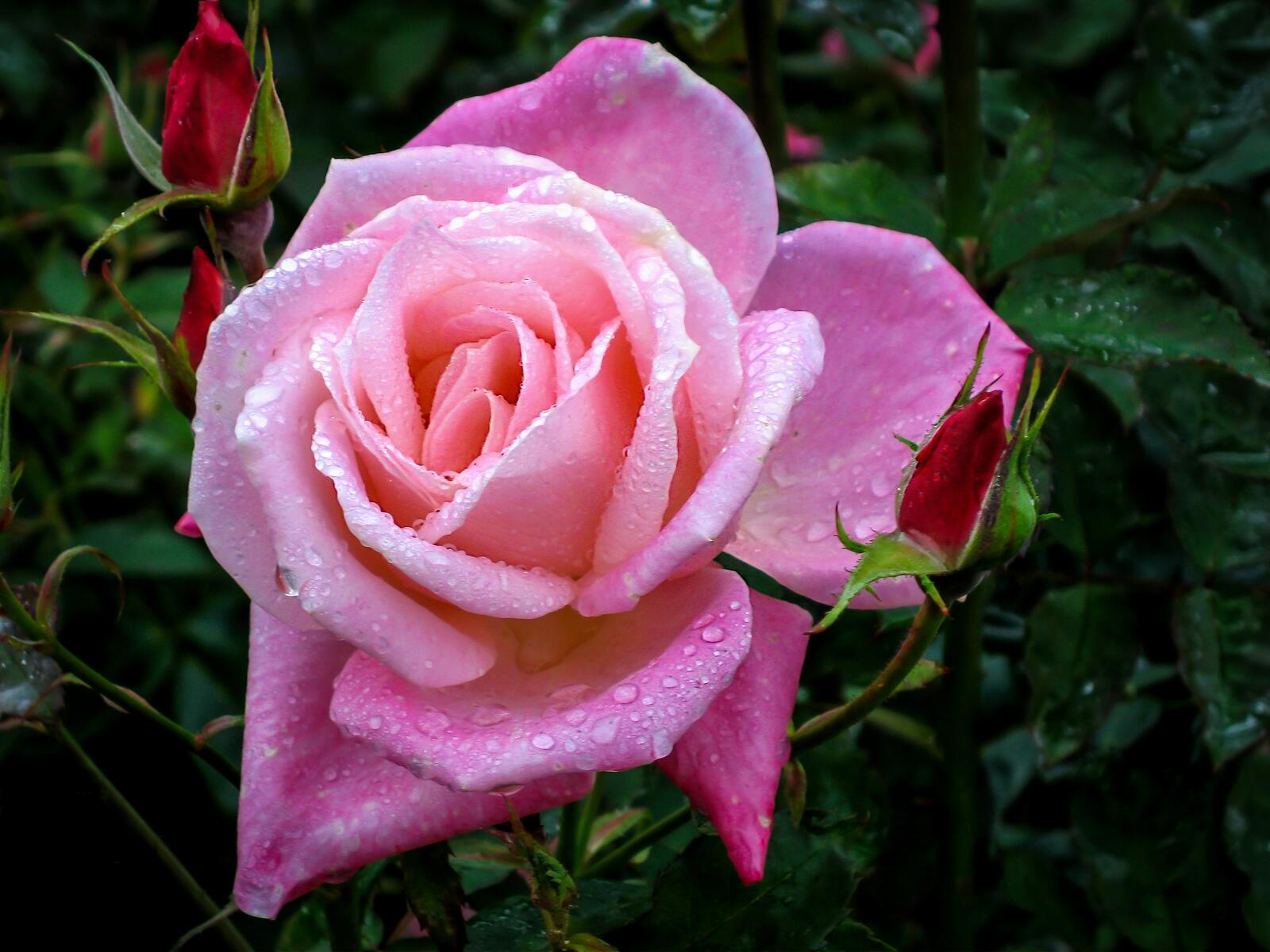 Обои розы капли воды цветок на рабочий стол