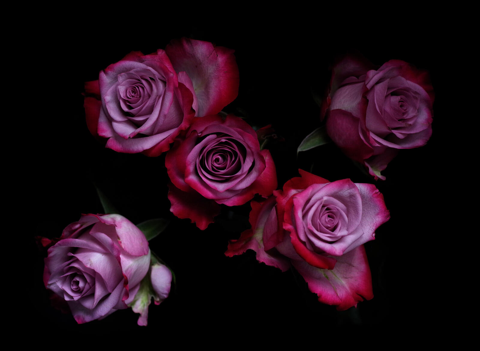 桌面上的壁纸玫瑰 花 盛开