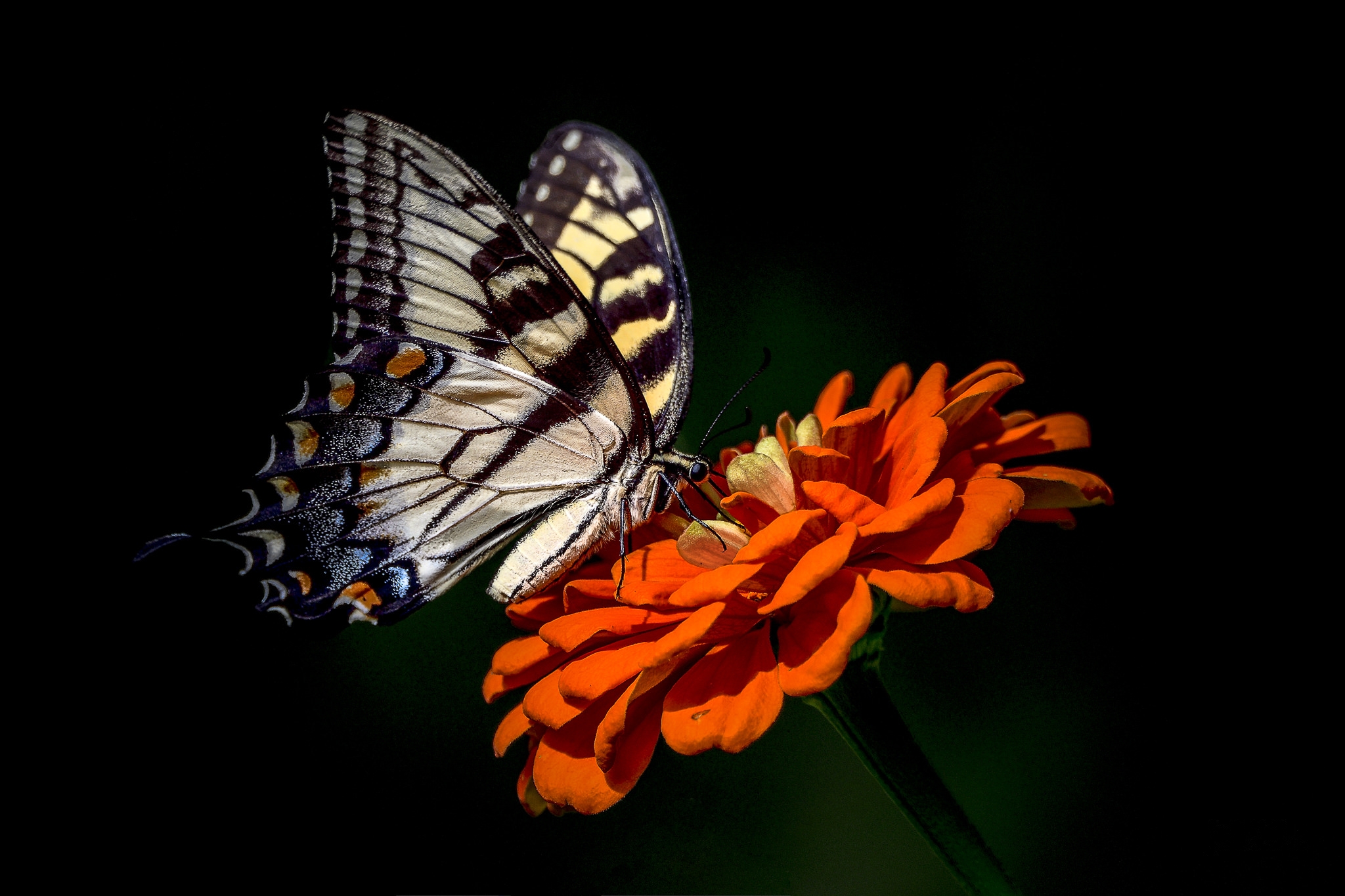 Бесплатное фото Бабочка на цветке