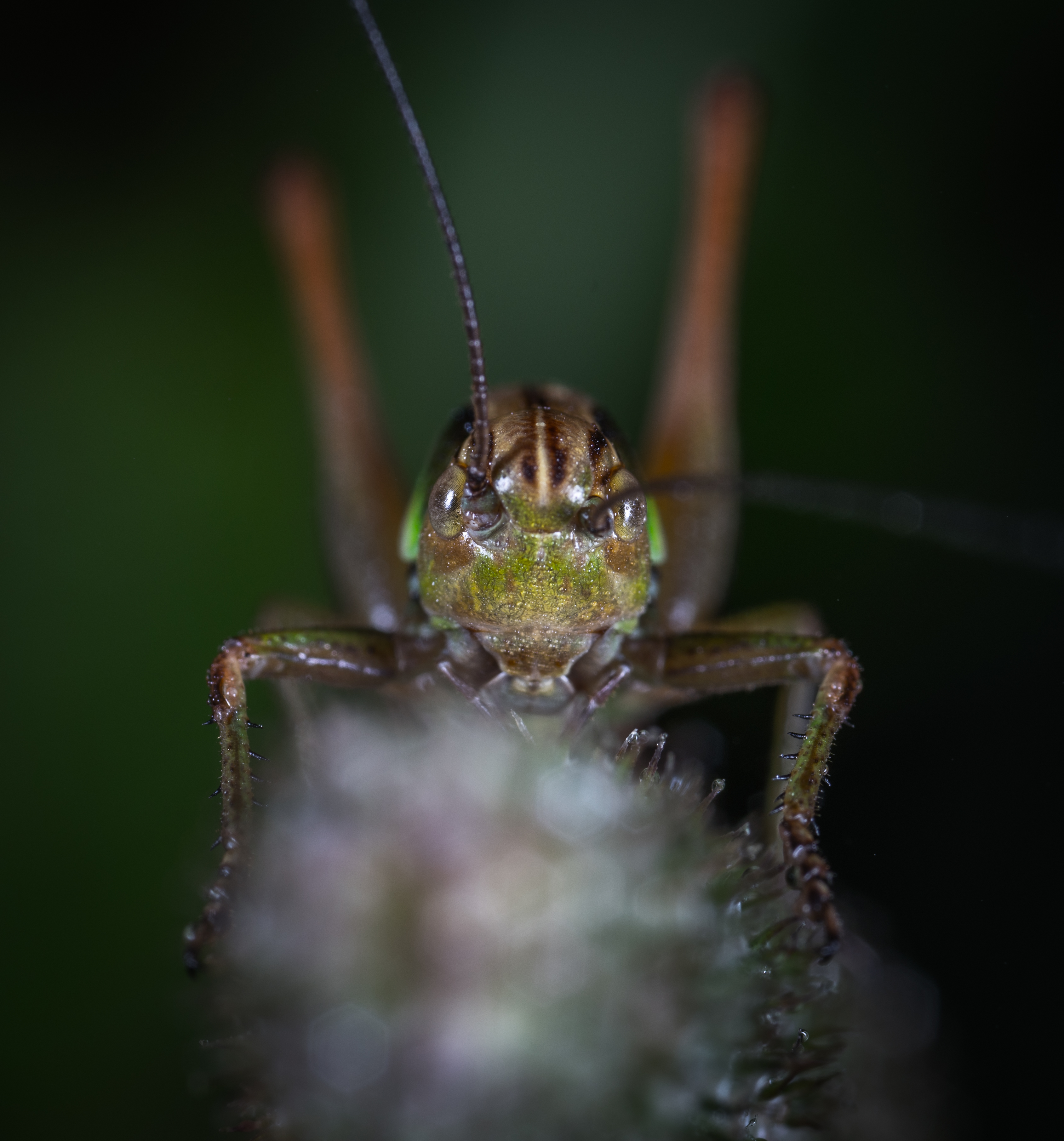 Фото бесплатно кузнечик, портрет, насекомое