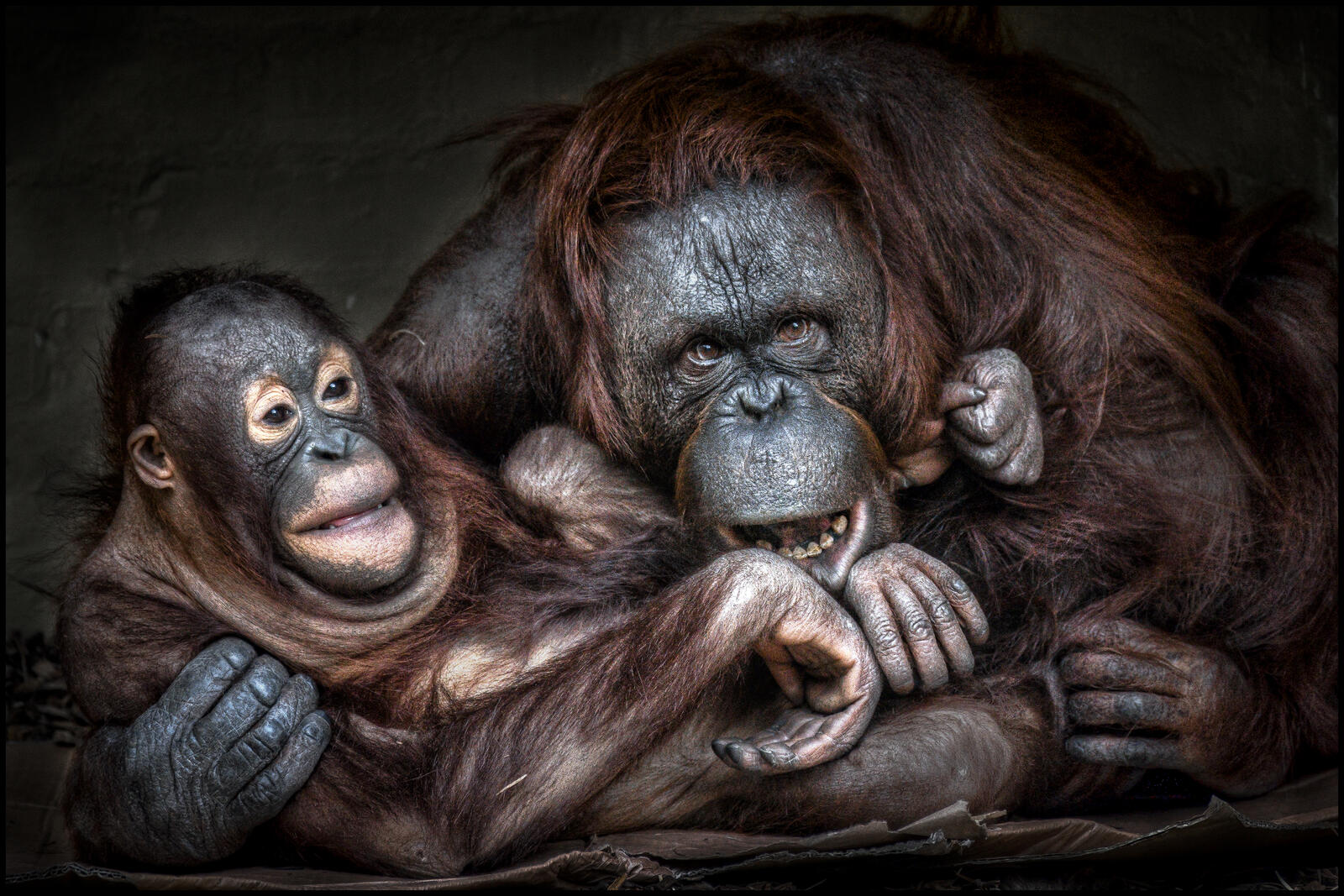 Обои Orangutan орангутанг приматы на рабочий стол