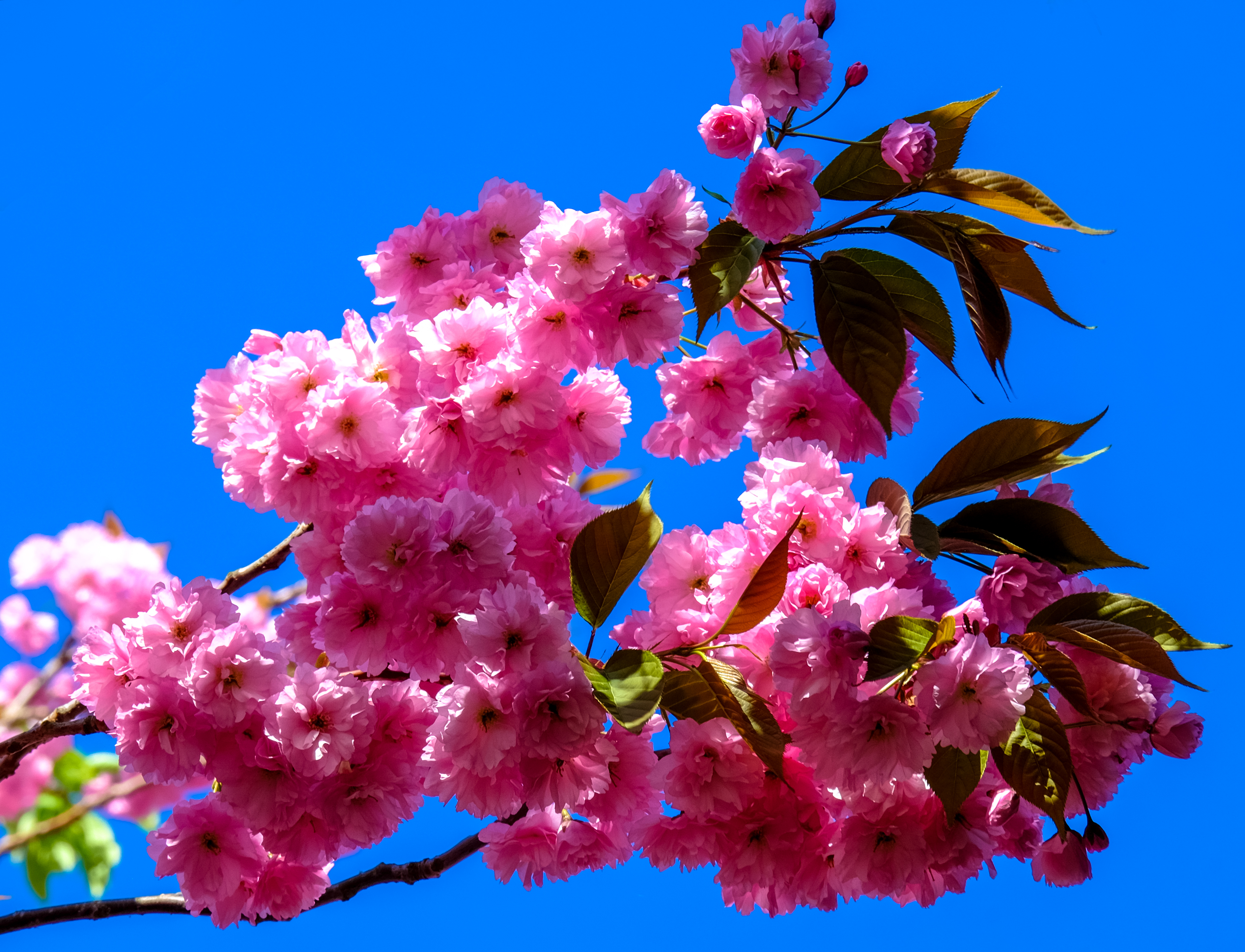 Бесплатное фото Цветы сакуры