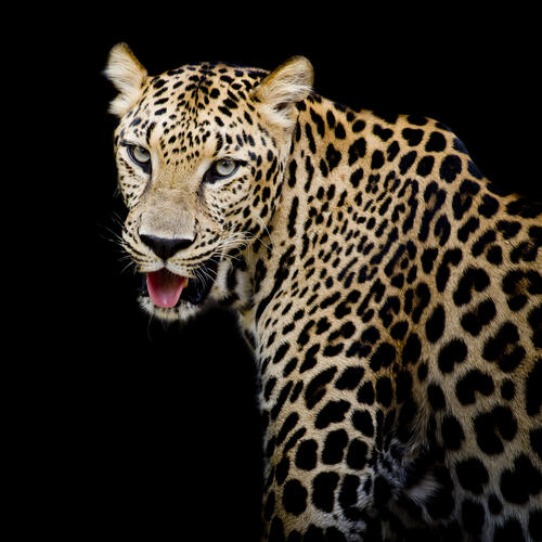 Бесплатно портрет леопарда, фото хищник горячие