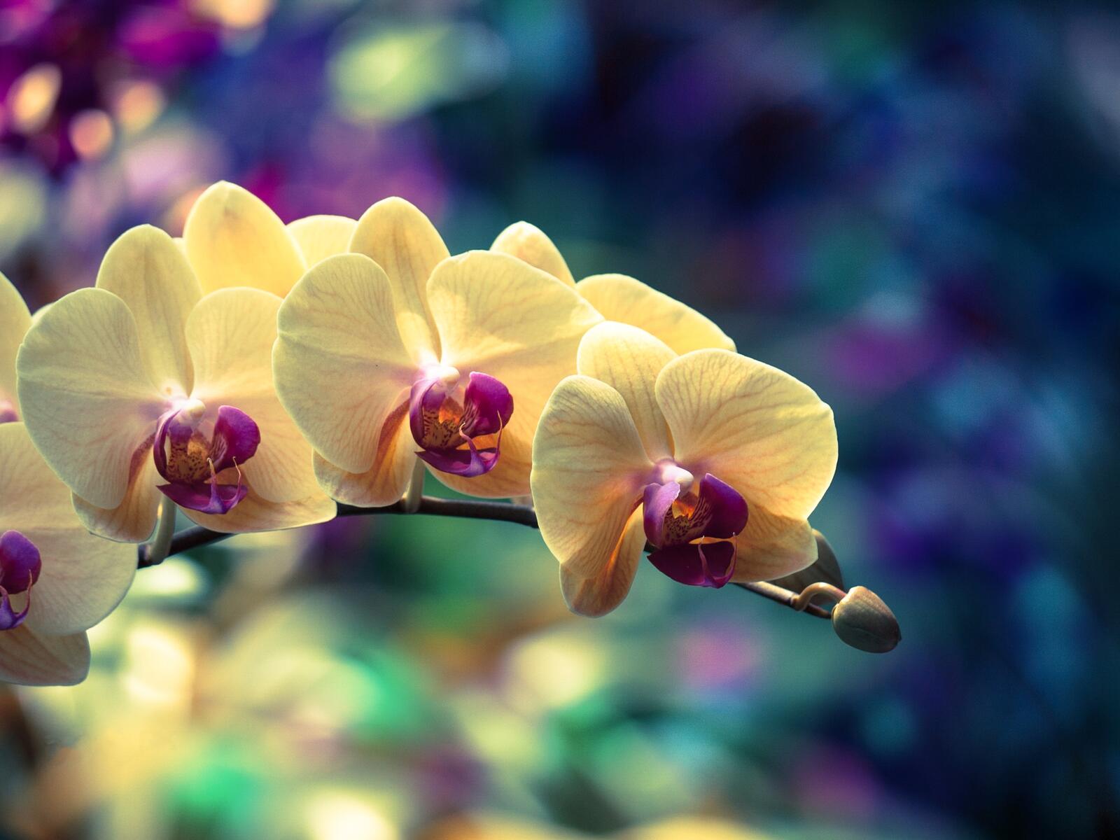 Бесплатное фото Веточка орхидеи