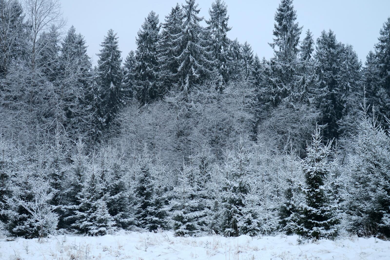 Обои снег на деревьях пейзажи снег на рабочий стол