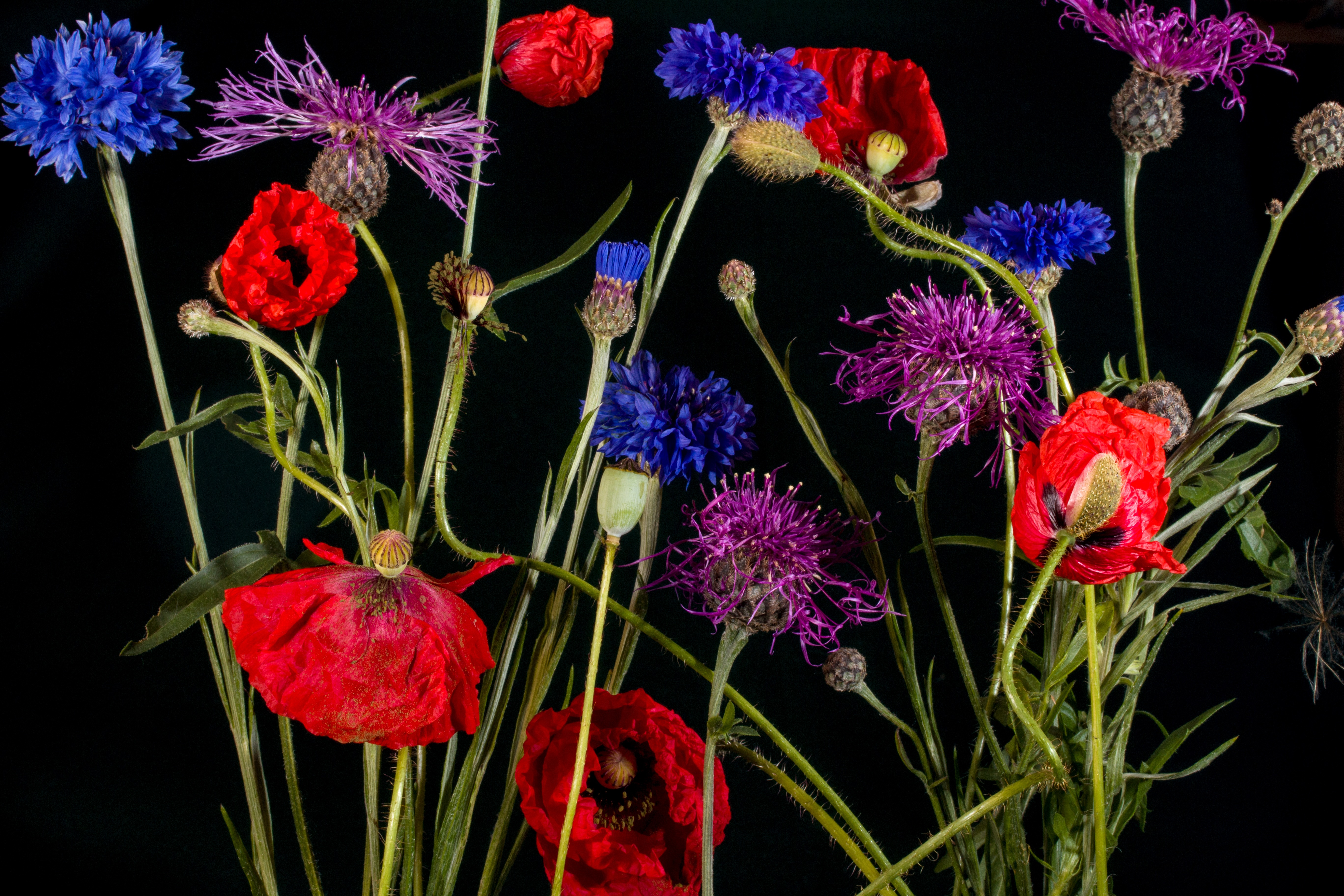 免费照片黑色花卉背景，配以五彩缤纷的花朵