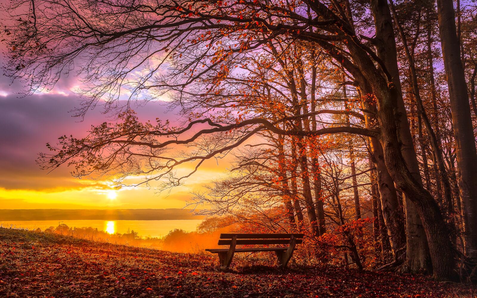 Wallpapers bench autumn trees on the desktop