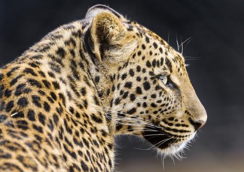 This is what a leopard looks like up close