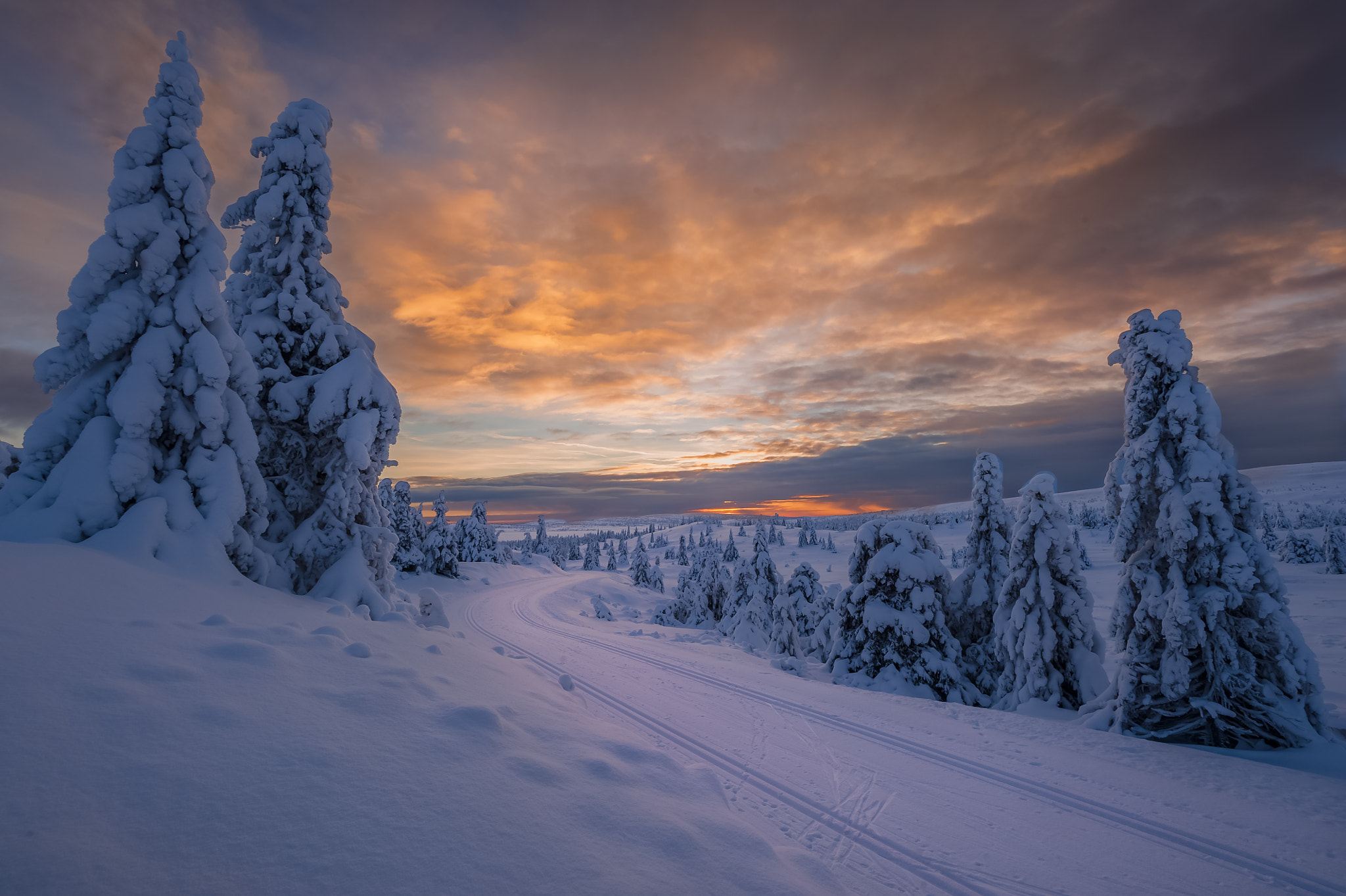 Фото бесплатно сугробы, елки, Норвегия