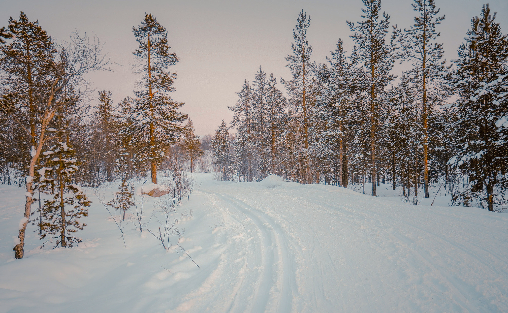 Photo free landscape, trees, snowy road