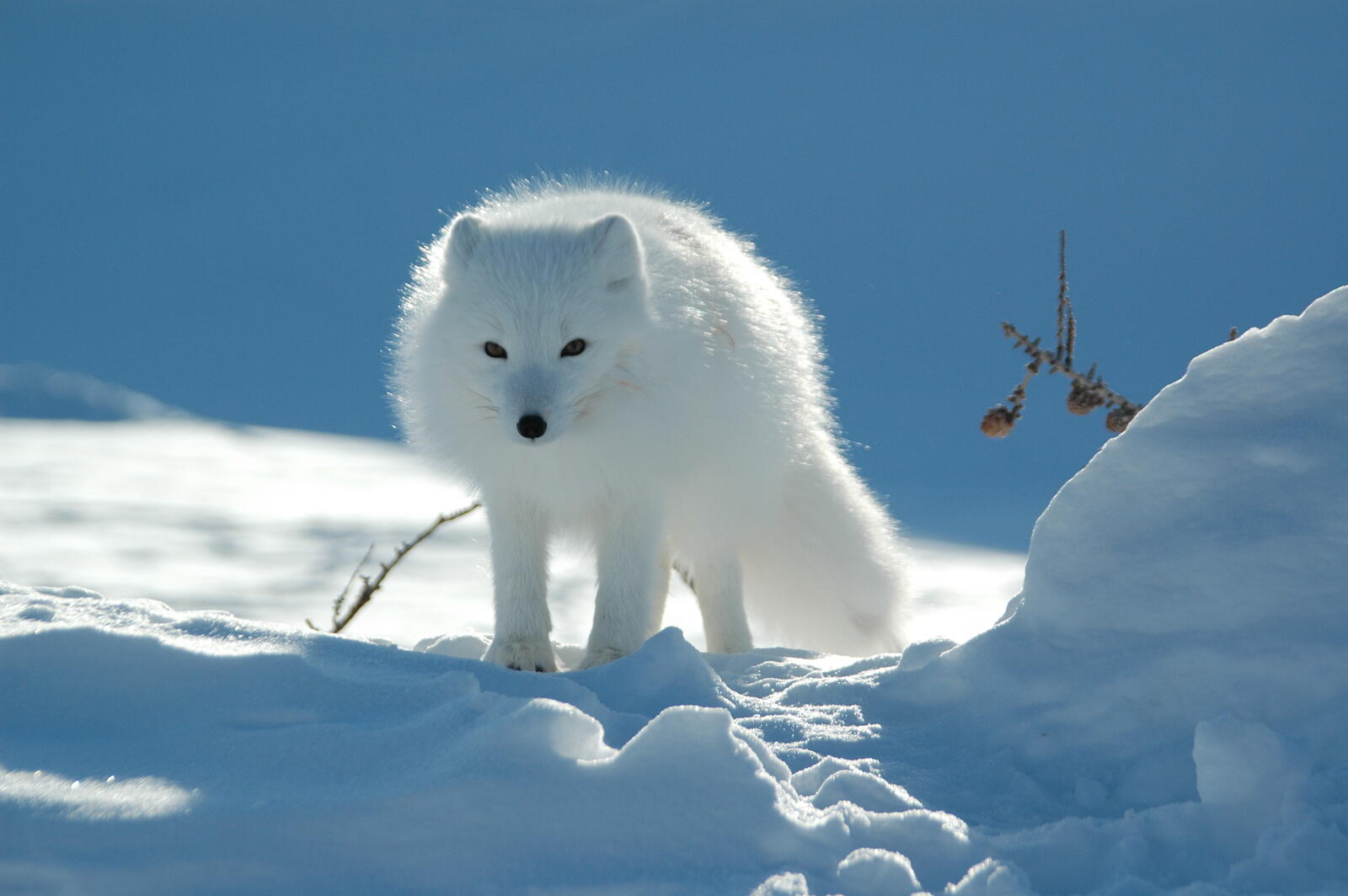 Wallpapers fluffy Arctic snow on the desktop