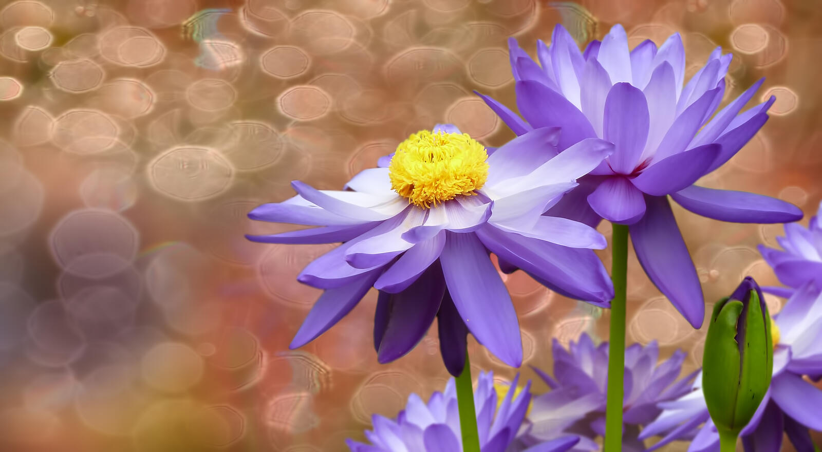 免费照片靛蓝的莲花