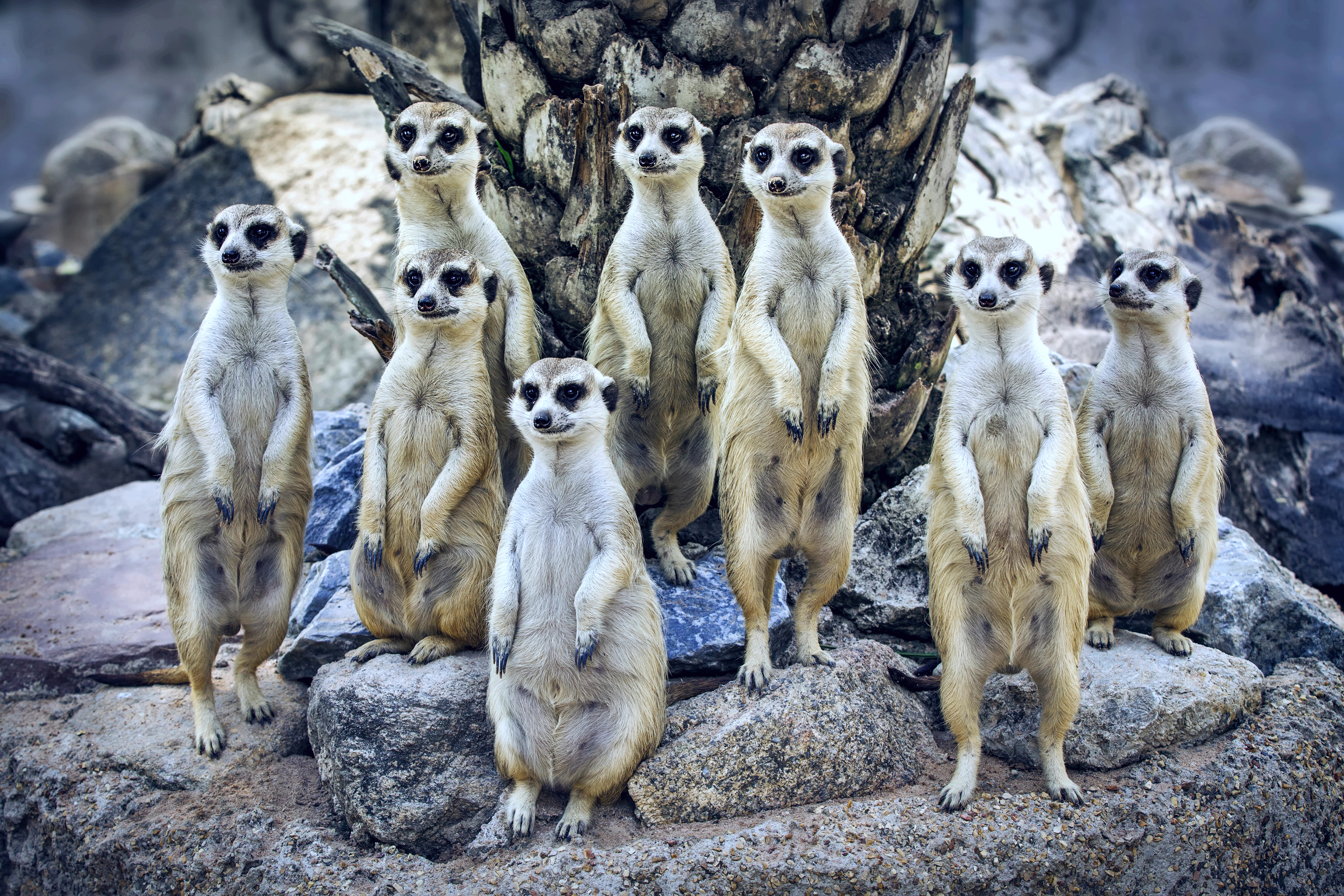 Free photo Funny meerkats