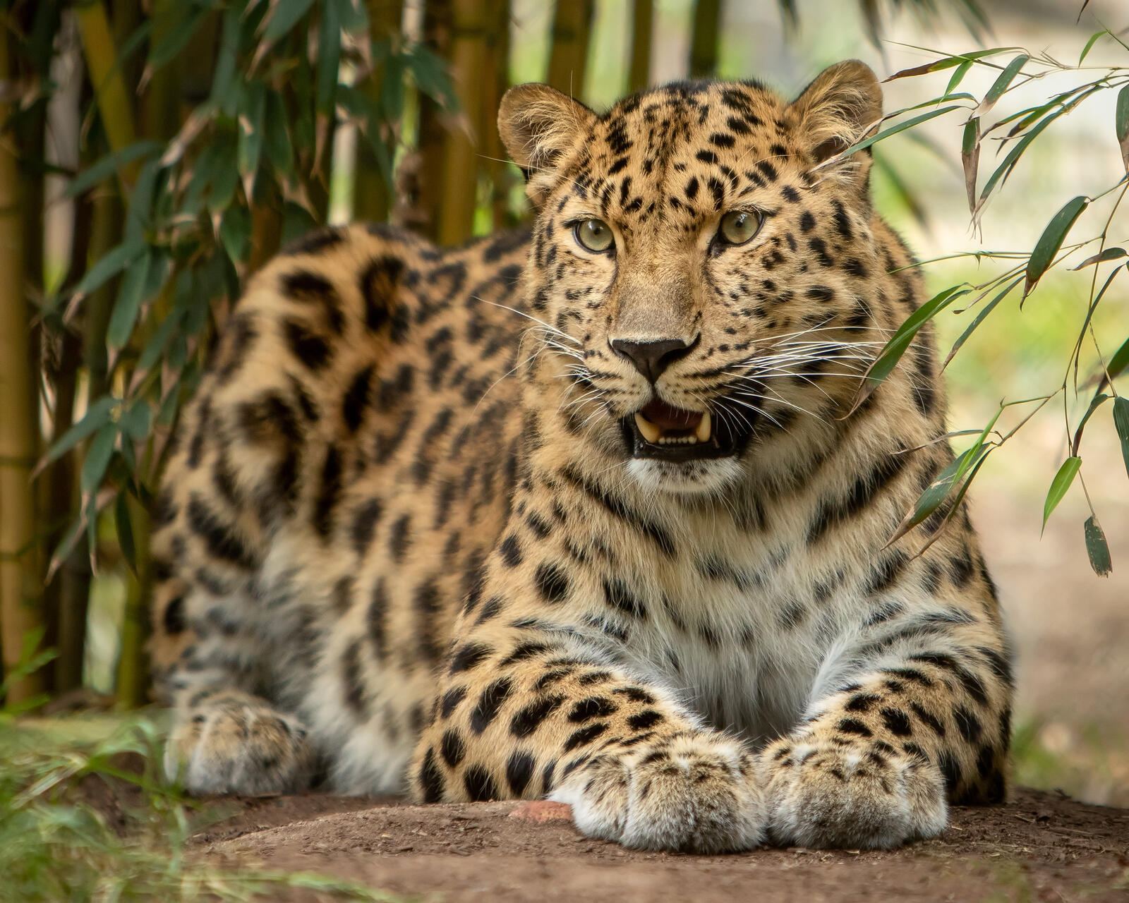 Бесплатное фото Леопард охотится