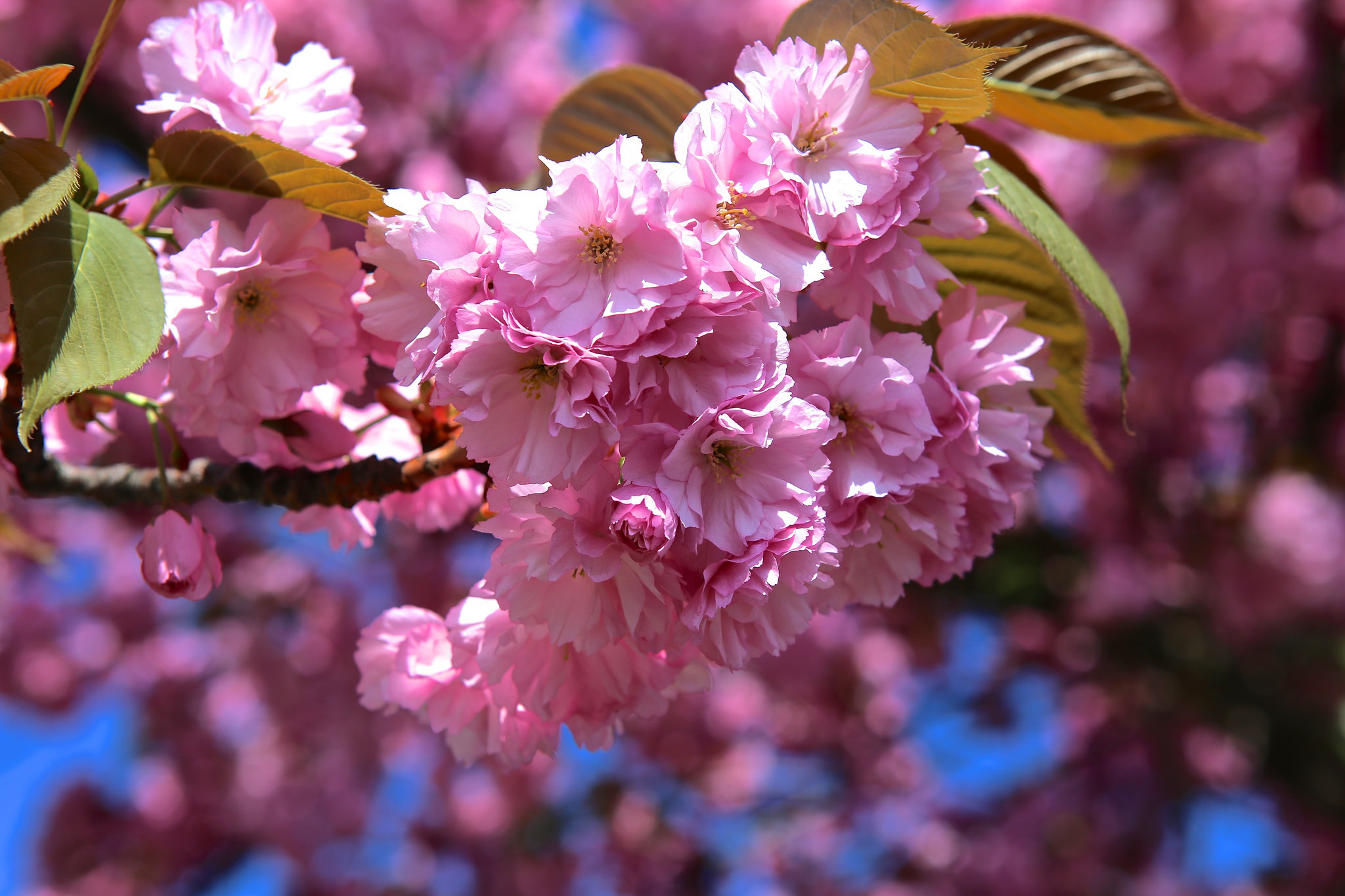 Бесплатное фото Cherry blossom