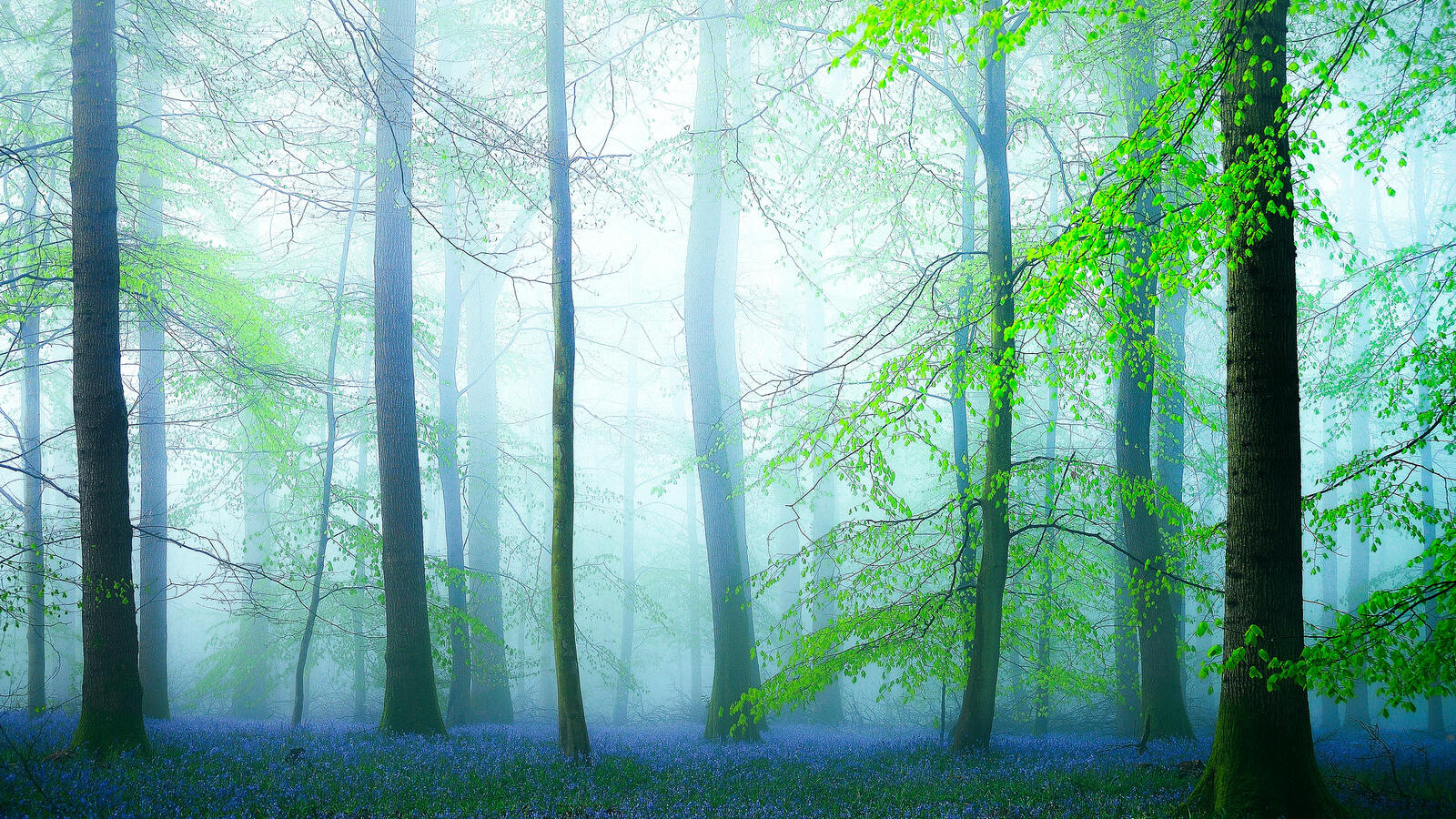 Бесплатное фото Сказочный лес с цветами