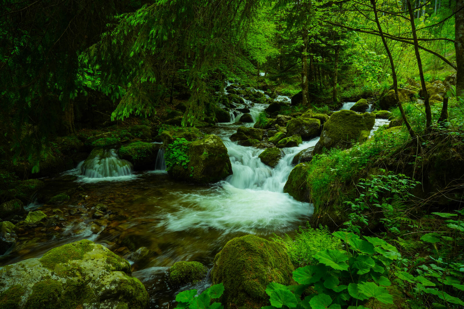 Wallpapers forest jungle stream on the desktop