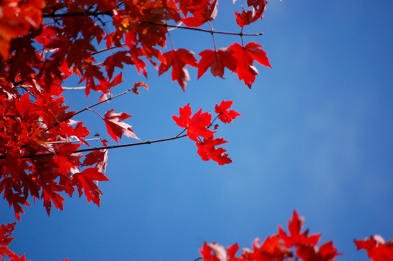 Обои осень голубое небо цвет на рабочий стол