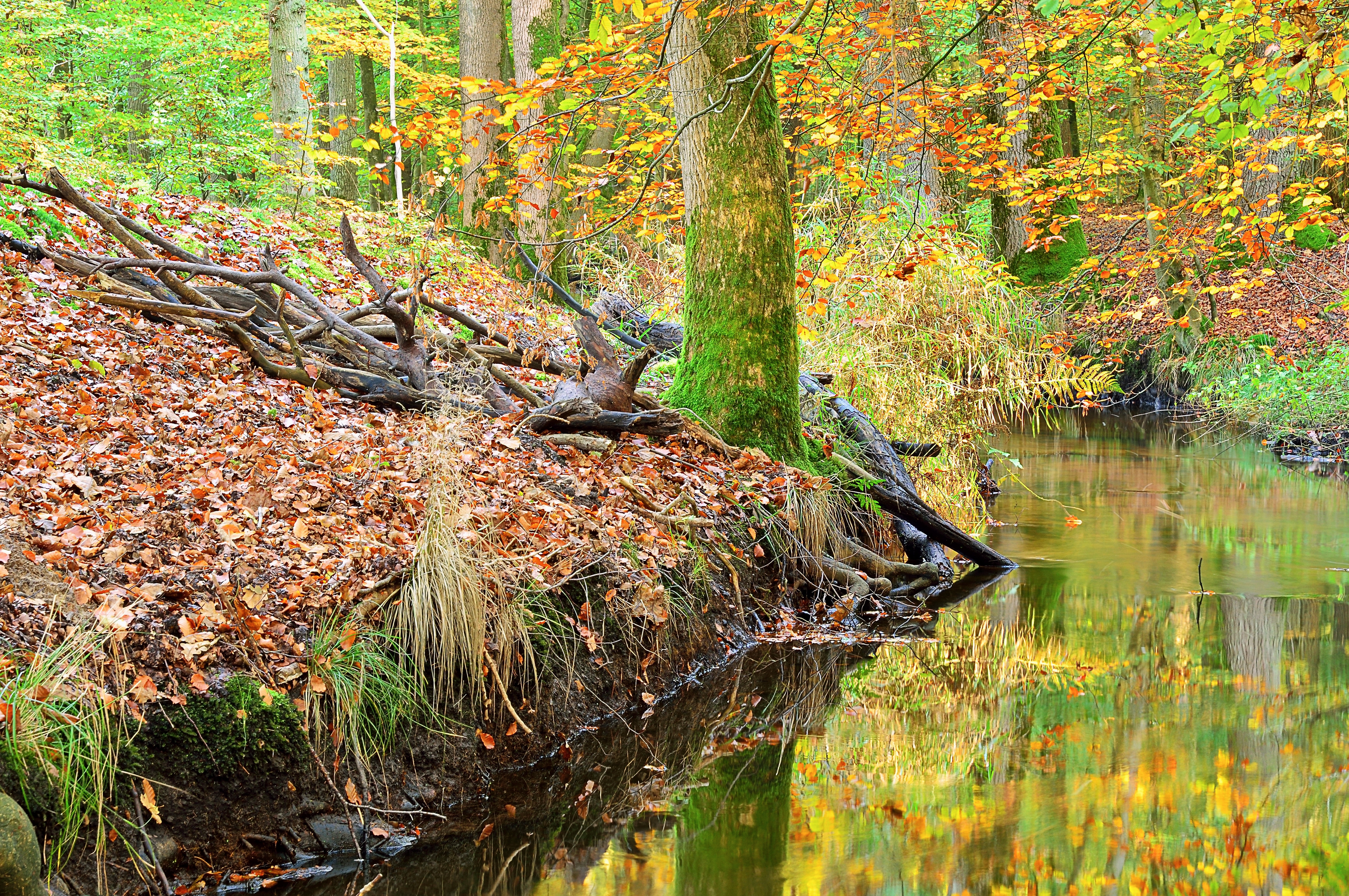 Бесплатно осень, лес, река скачать фотографию