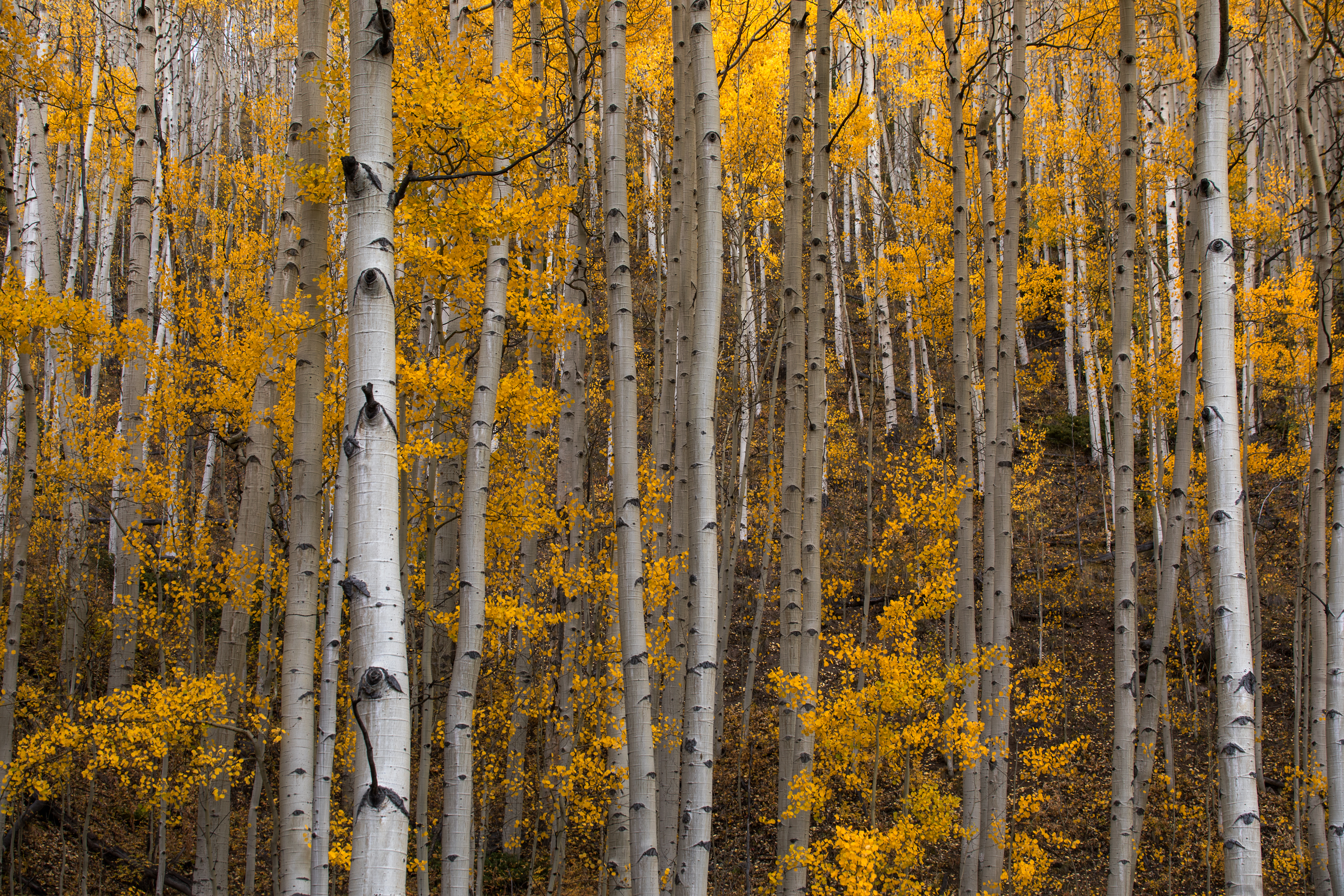 免费照片在阿斯彭森林的秋天的树木