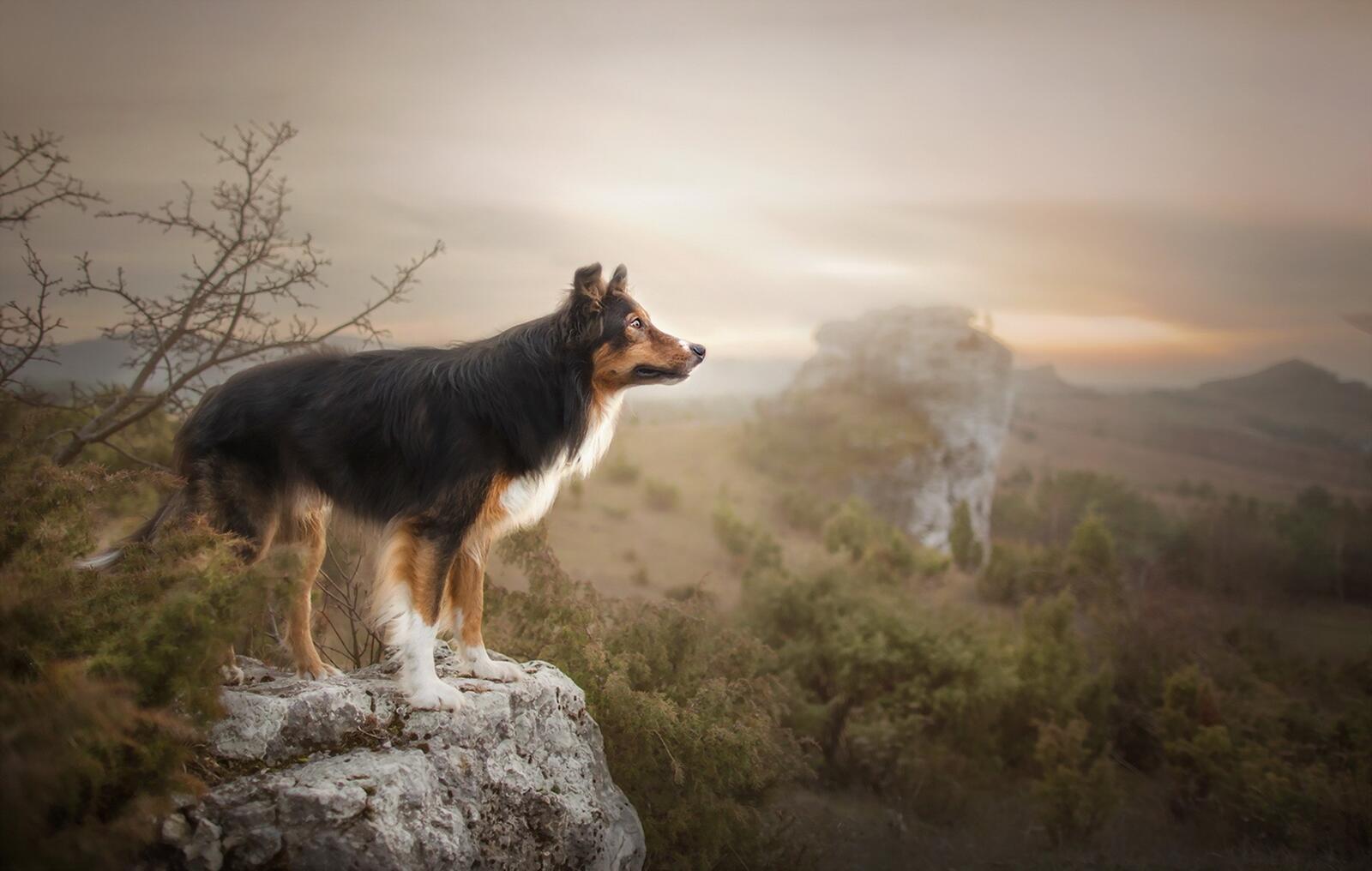 Wallpapers dog looking into the distance landscape on the desktop