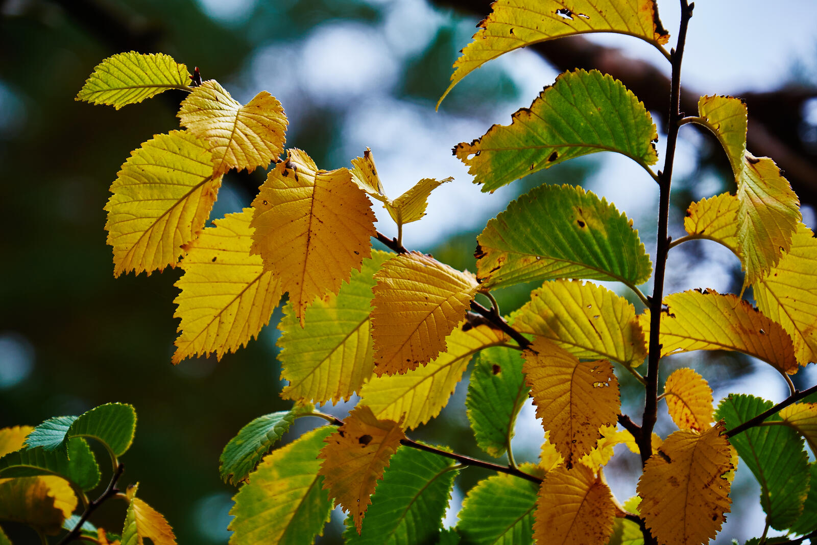 Обои осень ветка дерева осенние листья на рабочий стол