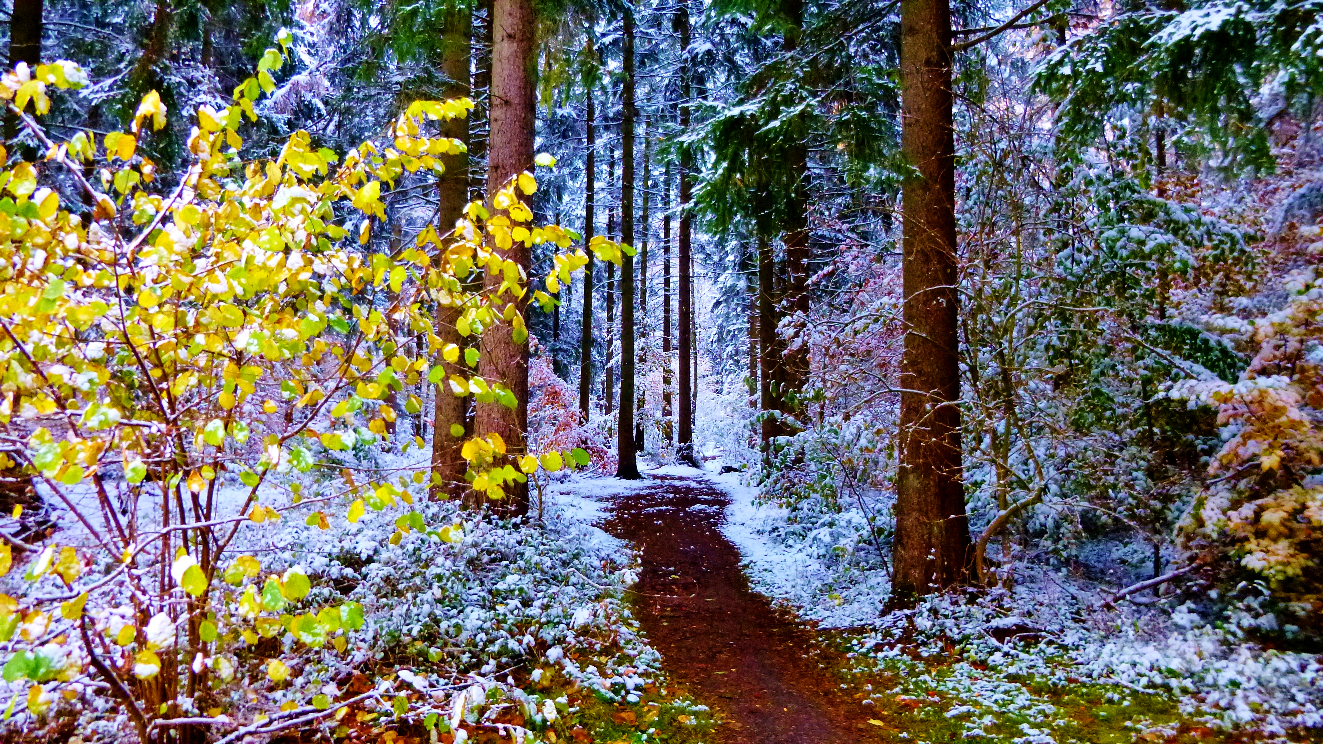 Бесплатное фото Начало зимы в лесу