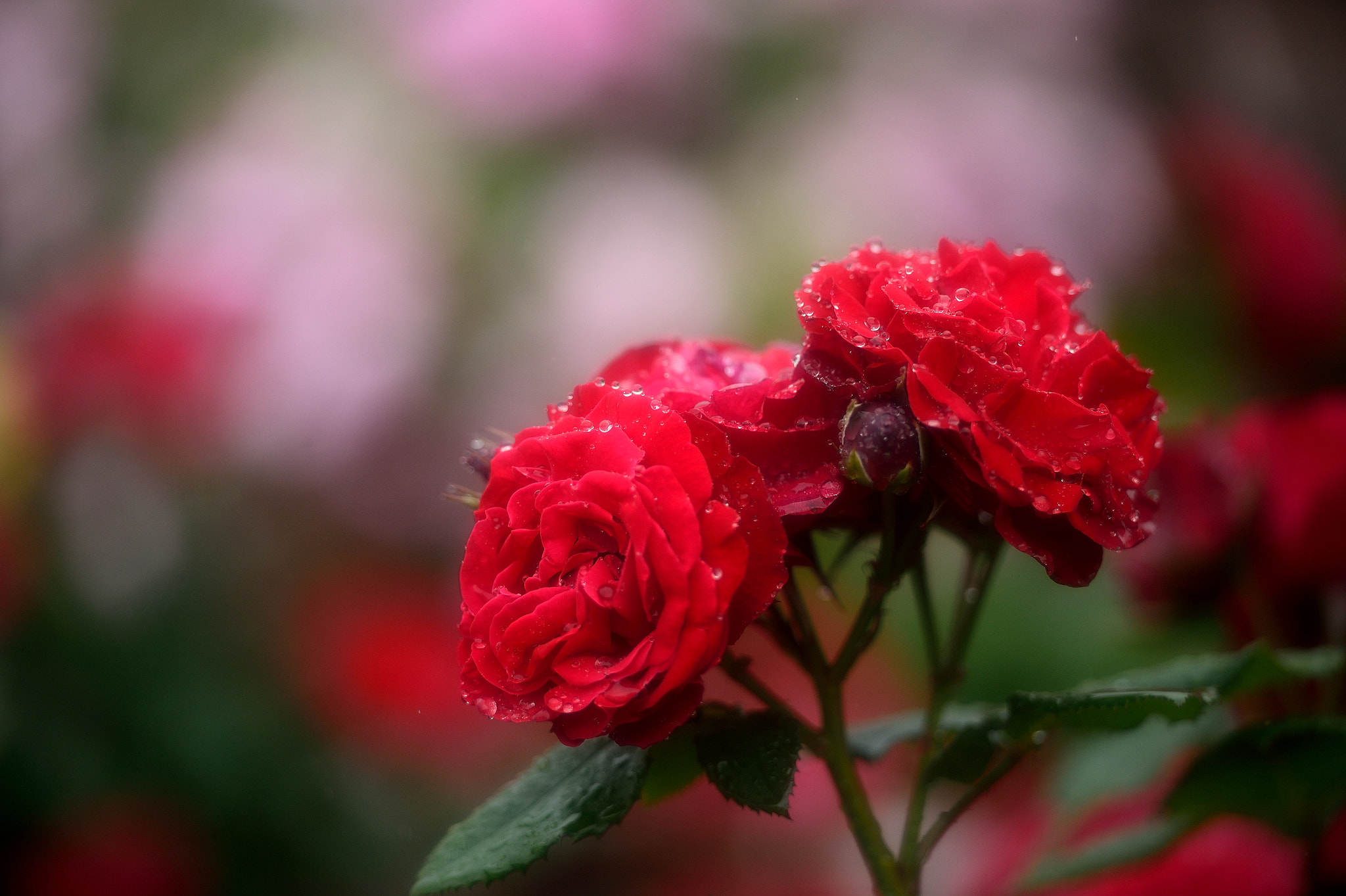 Обои розы цветы цветущие ветви на рабочий стол