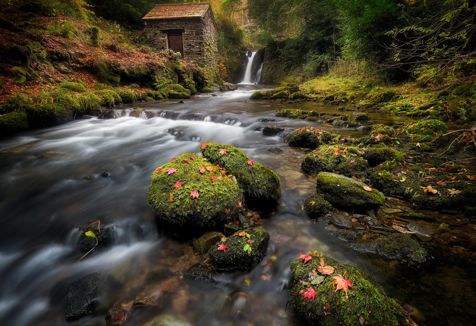 Wallpapers forest Rydal Hall fall on the desktop