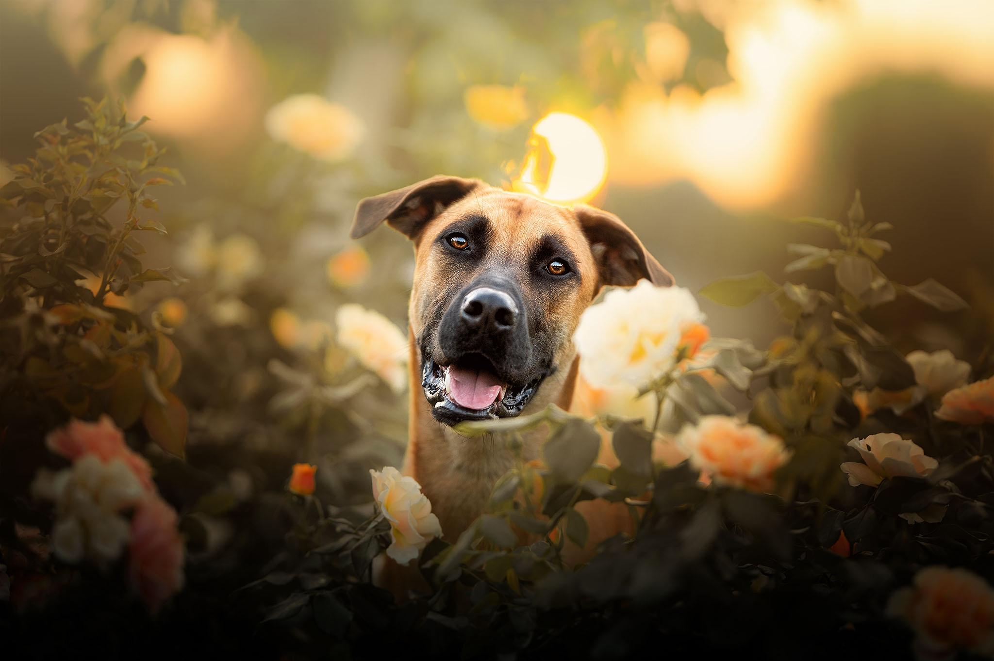 免费照片狗和玫瑰花丛