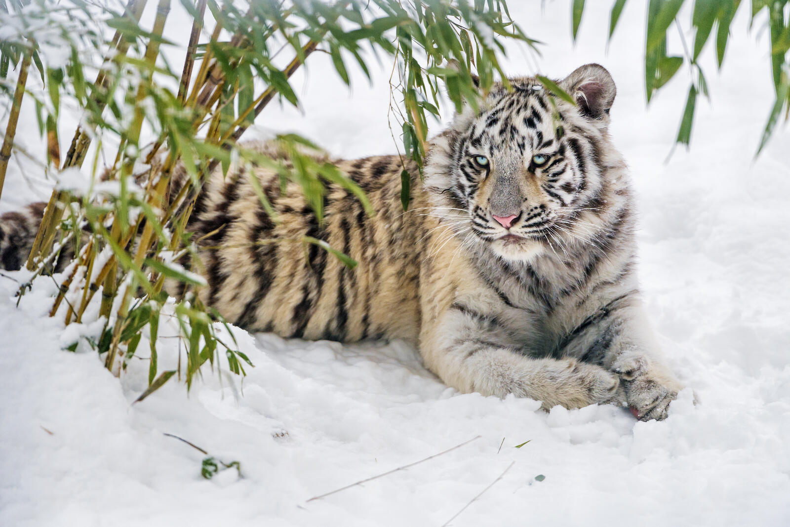 Wallpapers white tiger cub winter paws on the desktop