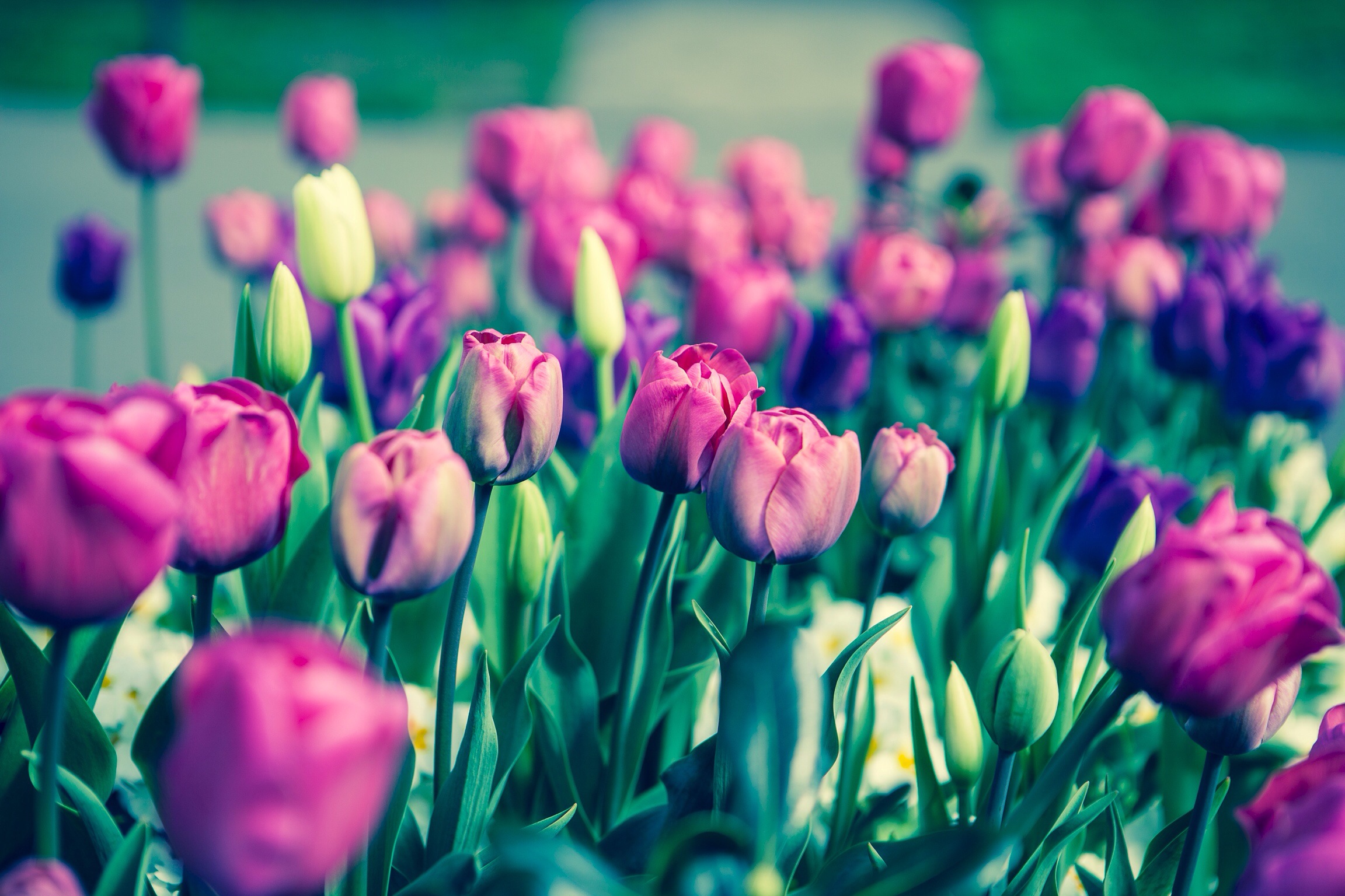 Фото бесплатно тюльпаны, бутоны, стебли