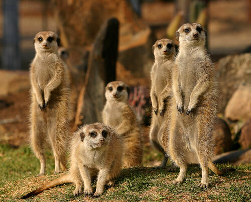 Meerkats in Russia