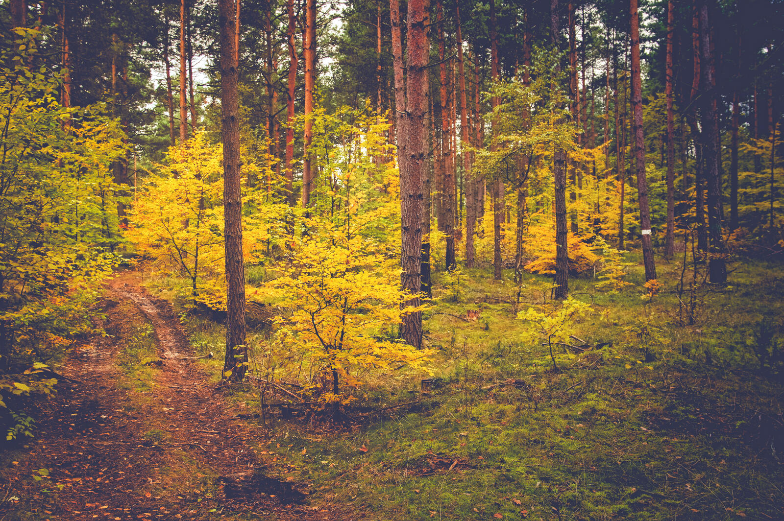 Wallpapers landscape Pathway autumn forest on the desktop